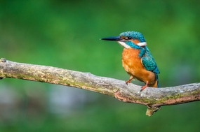 站在树枝上的翠鸟图片